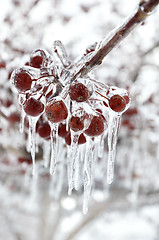 Image showing Red Berries With Icicles