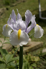 Image showing iris after the rain
