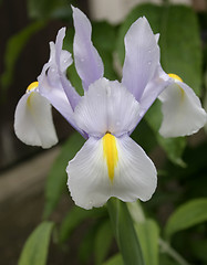 Image showing  iris