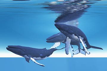 Image showing Underwater Whales