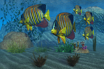 Image showing Royal Angelfish