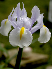 Image showing wet iris