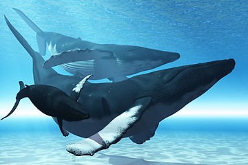 Image showing WHALE PLAY