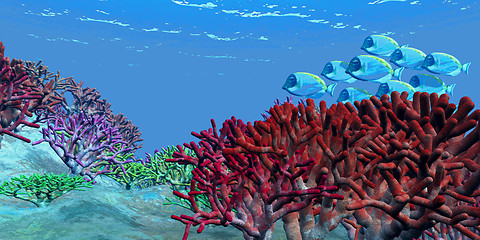 Image showing RED CORAL