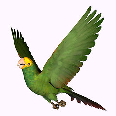 Image showing Double Yellow Amazon Parrot