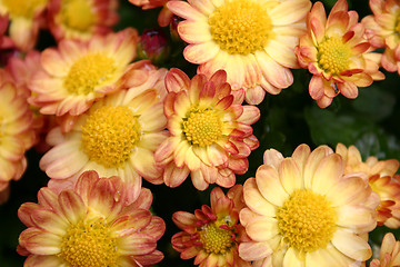 Image showing wet chrysanthemum