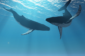 Image showing WHALE WONDERS