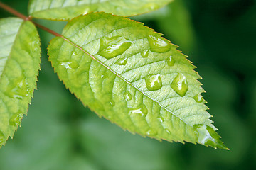 Image showing rain on a leaf