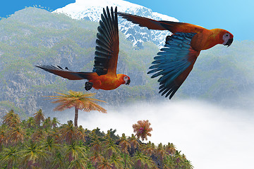 Image showing Cuban Red Macaw