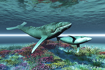 Image showing WHALE SONG