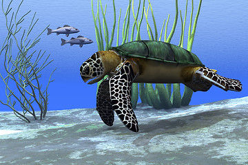 Image showing SEA TURTLE