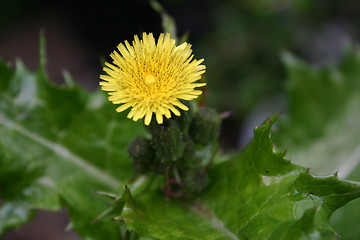 Image showing thistle flower