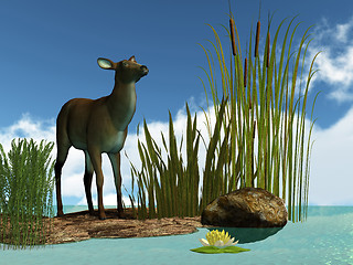 Image showing SWAMP DEER