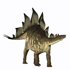 Image showing Stegosaurus 01