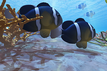 Image showing YELLOWTAIL CLOWNFISH