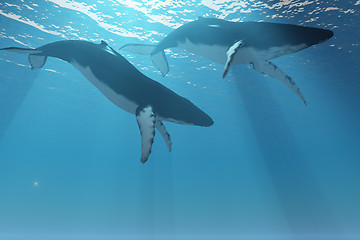 Image showing Whale Pair