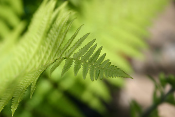 Image showing fern