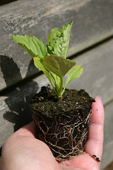 Image showing neurtured seedling