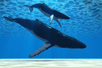 Image showing Humpback Mother