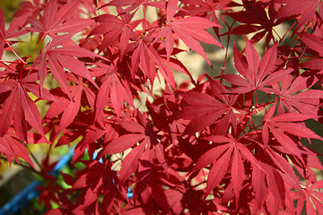 Image showing japanese maple leaves