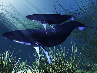 Image showing WHALE MOTHER