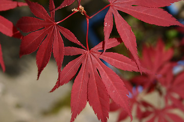 Image showing japanese maple leaves