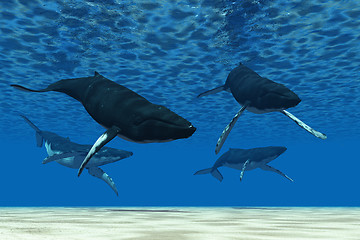 Image showing Whale Swim