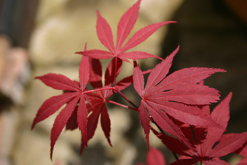 Image showing japanese maple leaves