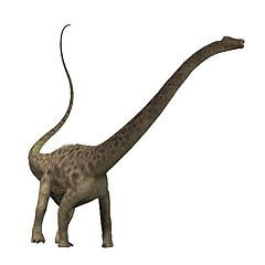 Image showing Diplodocus 01