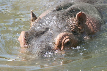 Image showing hippopotamus