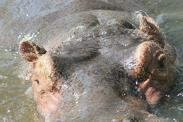 Image showing hippopotamus