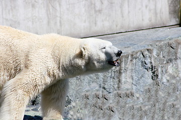 Image showing polar bear
