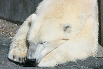 Image showing polar bear