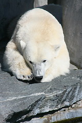 Image showing polar bear  