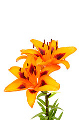 Image showing Orange lily flowers