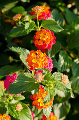 Image showing Lantana Flower