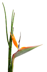 Image showing Strelitzia Reginae and reed