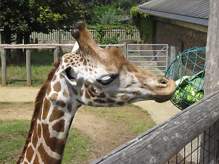 Image showing Giraffe