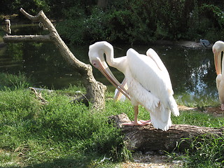 Image showing Stork