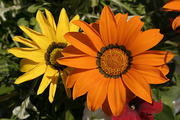 Image showing orange and yellow gazania