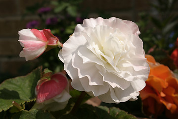 Image showing white begonia