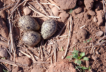 Image showing Lapwings nest 