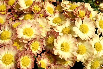 Image showing mini chrysanthemums