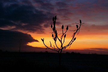 Image showing Bush in sunrise. 