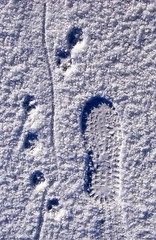 Image showing Traces on snow 