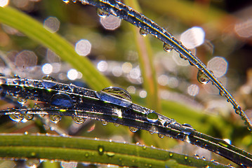 Image showing Sparkling summer morning 