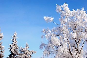 Image showing Trees covered in rime 