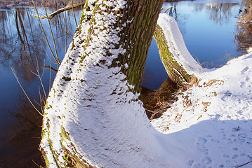 Image showing Riverside willow 