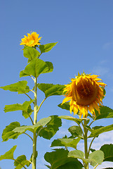Image showing Few sunflower 