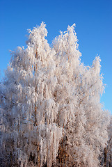 Image showing White frost 